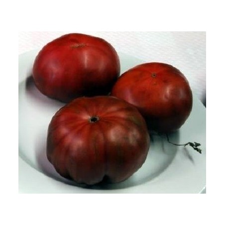 Tomate negro de Crimea - semillas sin tratamiento