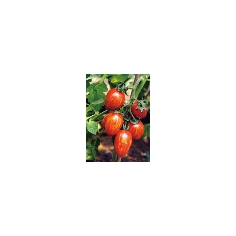 semillas de tomate cherry cebra F1