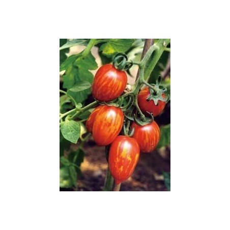 semillas de tomate cherry cebra F1