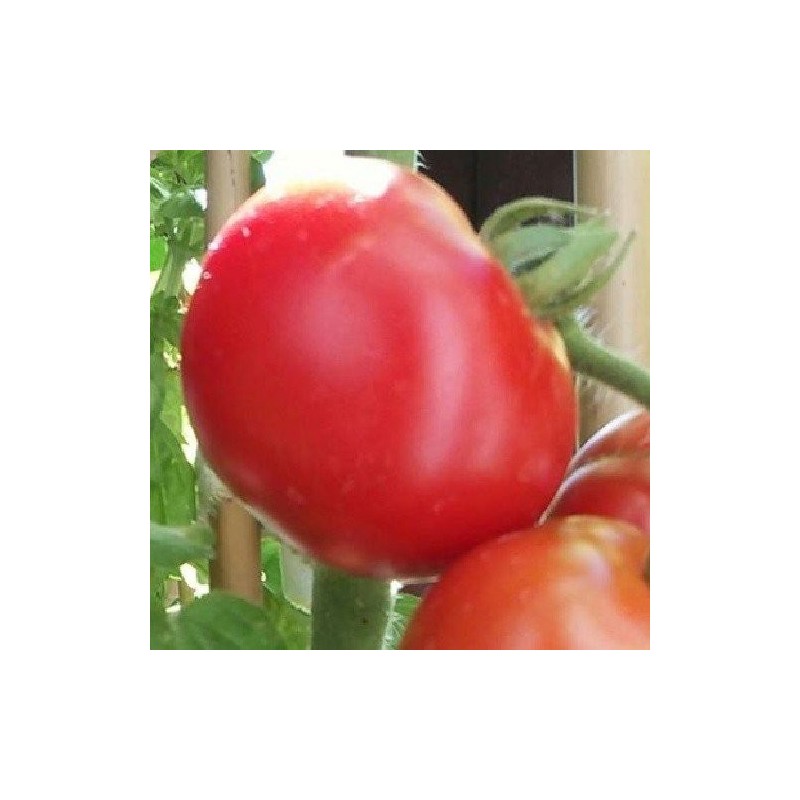 Tomate Siberian - semillas no tratadas