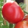 Tomate Siberian - semillas no tratadas