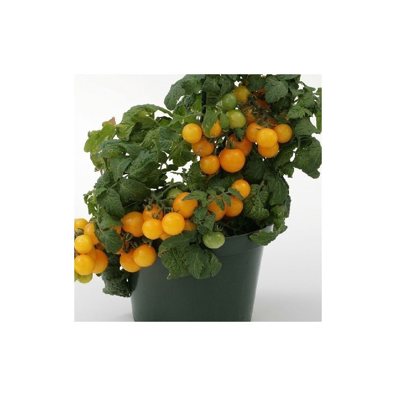 tomate sweet & neat lemon shertbert - semillas sin tratamiento