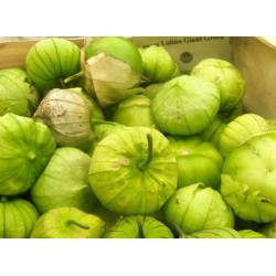 tomatillo gigante verde plaza latina (semillas ecolÃ³gicas)