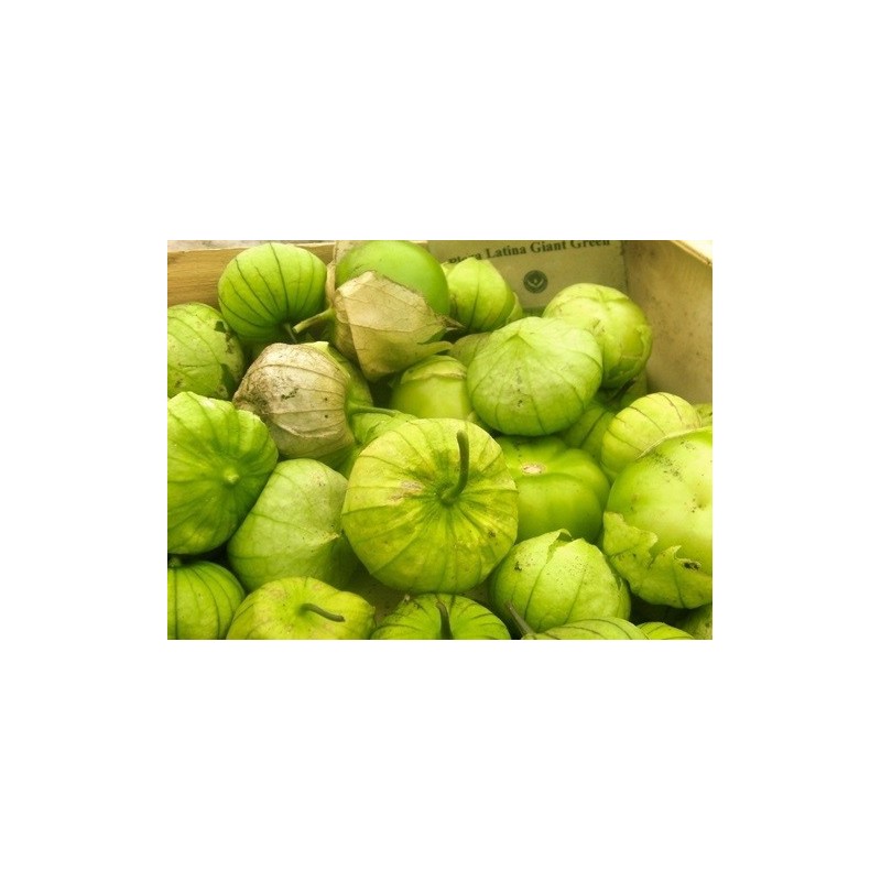 tomatillo gigante verde plaza latina (semillas ecolÃ³gicas)