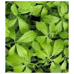 jiagoulan - (Gynostemma pentaphyllum)