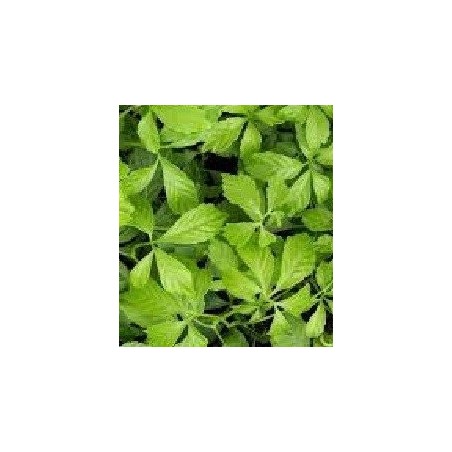 jiagoulan - (Gynostemma pentaphyllum)