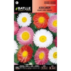 acroclinium gigante doble variado