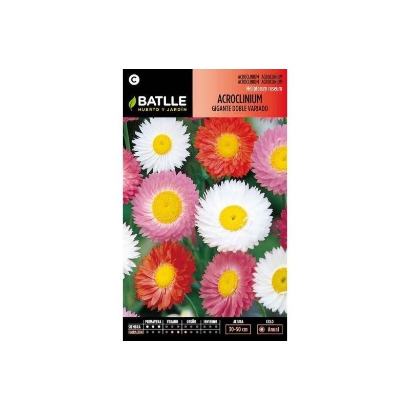 acroclinium gigante doble variado