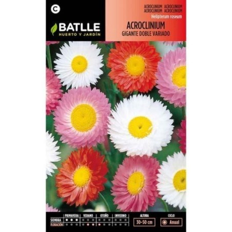 acroclinium gigante doble variado