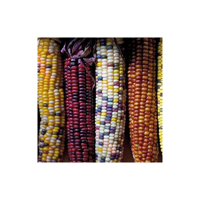 Maiz  arlequin