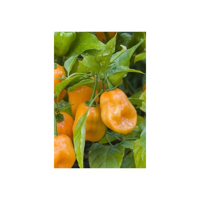 pimiento habanero naranja - semillas sin tratamiento