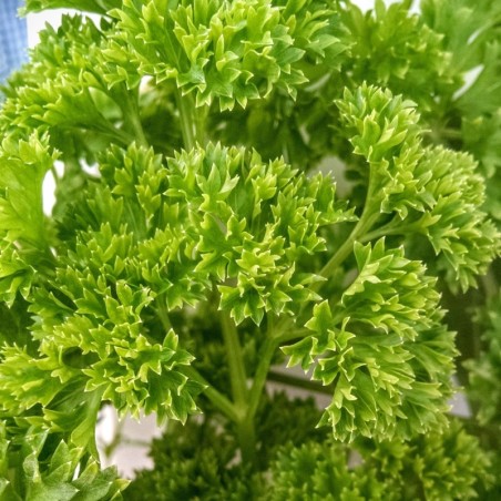 Perejil Rizado - semillas no tratadas