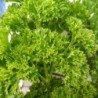 Perejil Rizado - semillas no tratadas