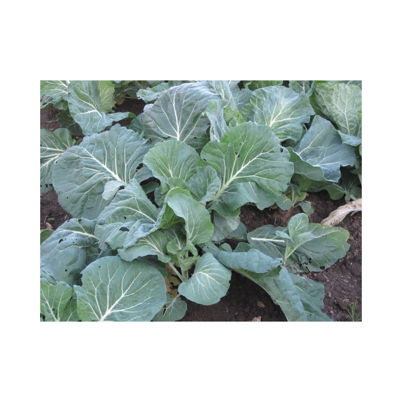 col forrajera - berza asa de cÃ¡ntaro