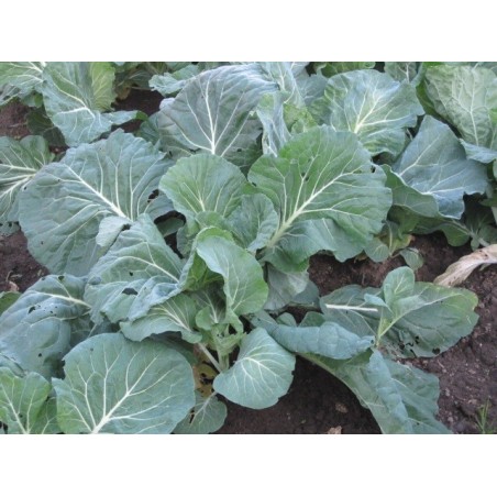 col forrajera - berza asa de cÃ¡ntaro