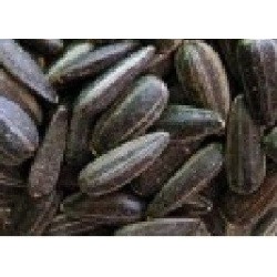 girasol para germinados (semillas ecolÃ³gicas)