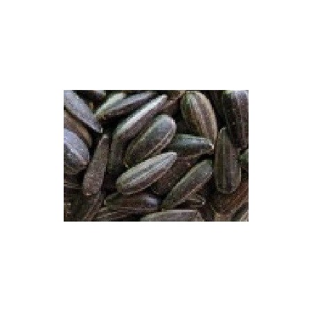 girasol para germinados (semillas ecolÃ³gicas)