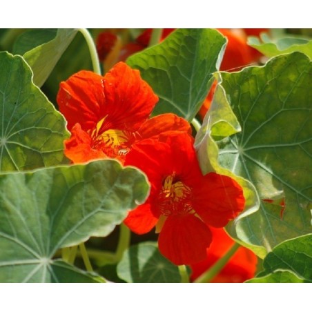 capuchina - semillas sin tratamiento