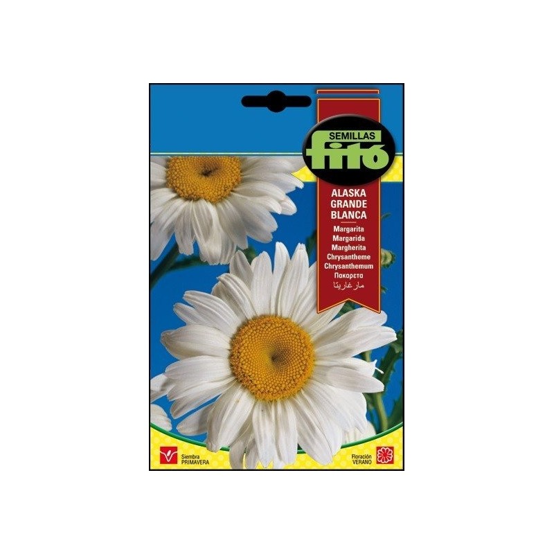 margarita -  crisantemo grande de Alaska