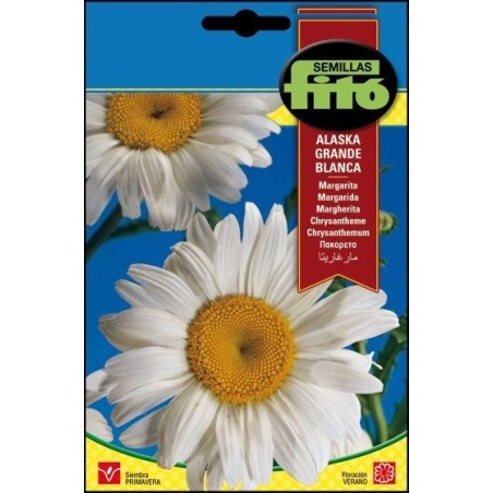 margarita -  crisantemo grande de Alaska