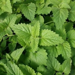 menta de gatos (nepeta cataria) - semillas Nat Nat!