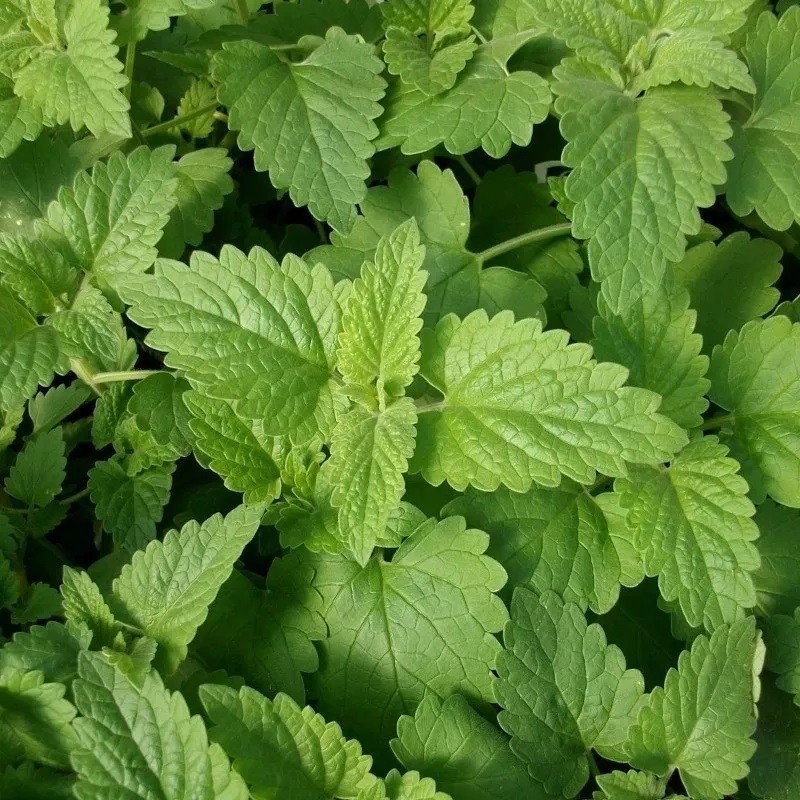 menta de gatos (nepeta cataria) - semillas Nat Nat!