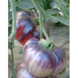 Tomate indigo Blue beauty - semillas no tratadas