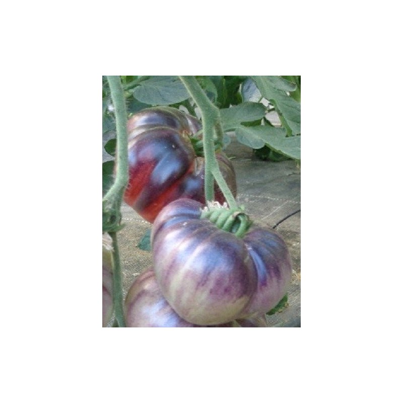Tomate indigo Blue beauty - semillas no tratadas