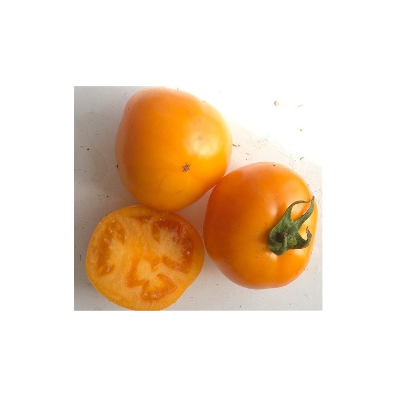 tomate caro Rich (semillas ecolÃ³gicas)