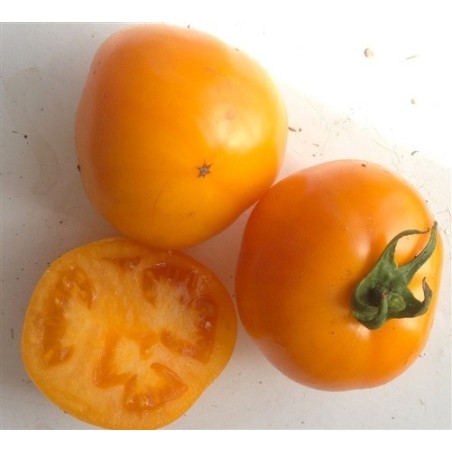 tomate caro Rich (semillas ecolÃ³gicas)