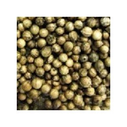 cilantro para germinados (semillas ecolÃ³gicas)