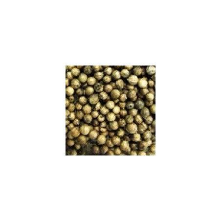 cilantro para germinados (semillas ecolÃ³gicas)