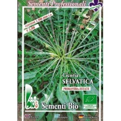 achicoria silvestre - semillas ecolÃ³gicas