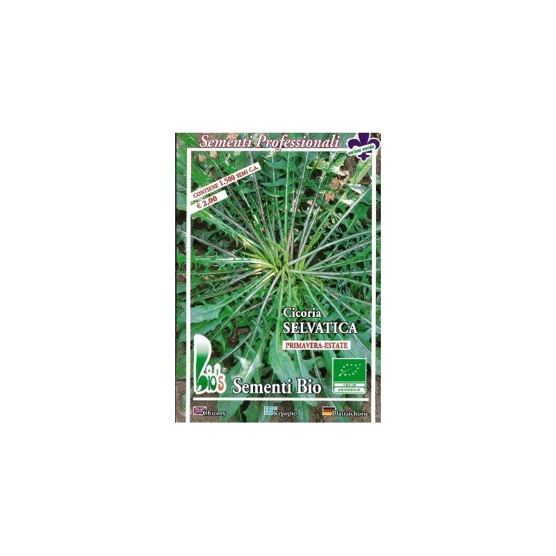 achicoria silvestre - semillas ecolÃ³gicas