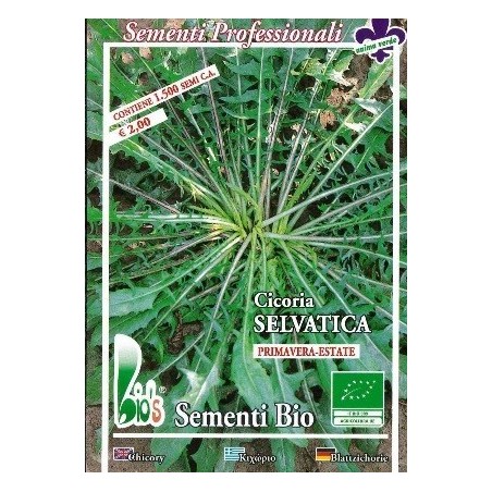 achicoria silvestre - semillas ecolÃ³gicas