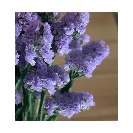 Statice sunburst pale blue - semillas no tratadas