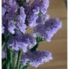 Statice sunburst pale blue - semillas no tratadas