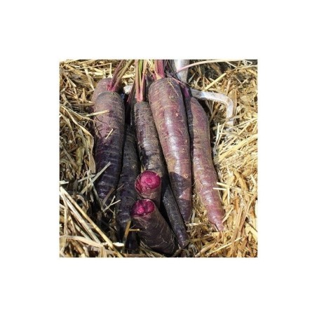 zanahoria purple sun f1