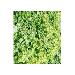 lechuga lollo bionda