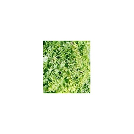 lechuga lollo bionda