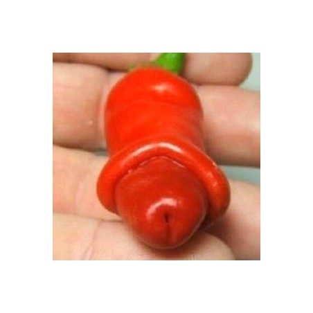 Pimiento erotico - Peter penis