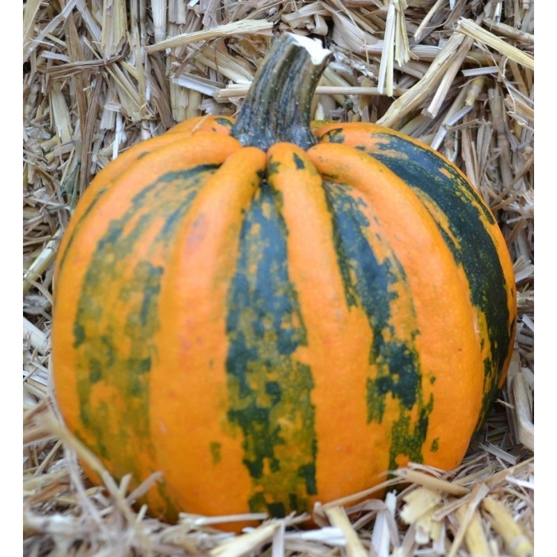 Calabaza kamo kamo - semillas no tratadas