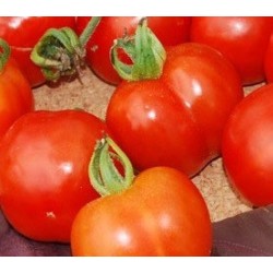 semillas de tomate FATHER FROST