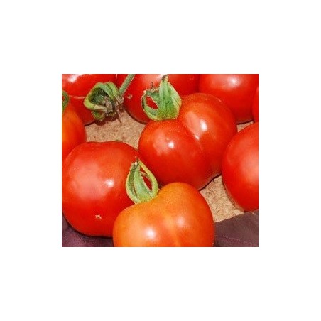 semillas de tomate FATHER FROST