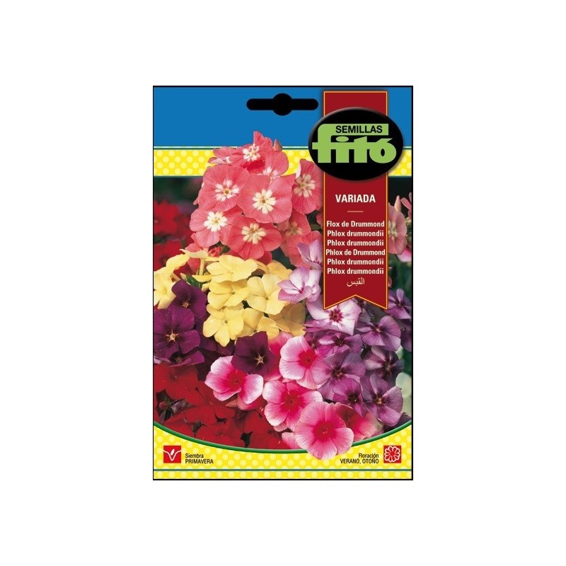 Flox de Drummond Variada