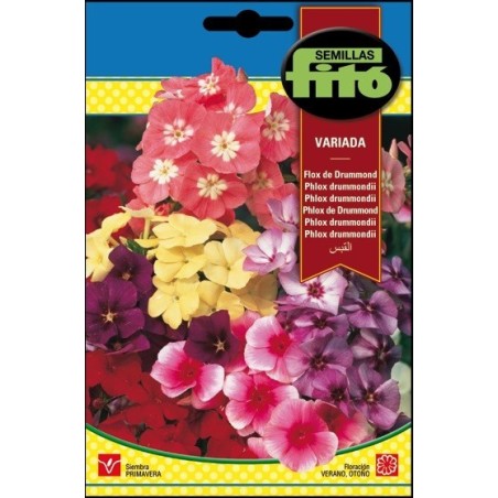Flox de Drummond Variada