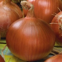 cebolla morada de Amposta - semillas no tratadas