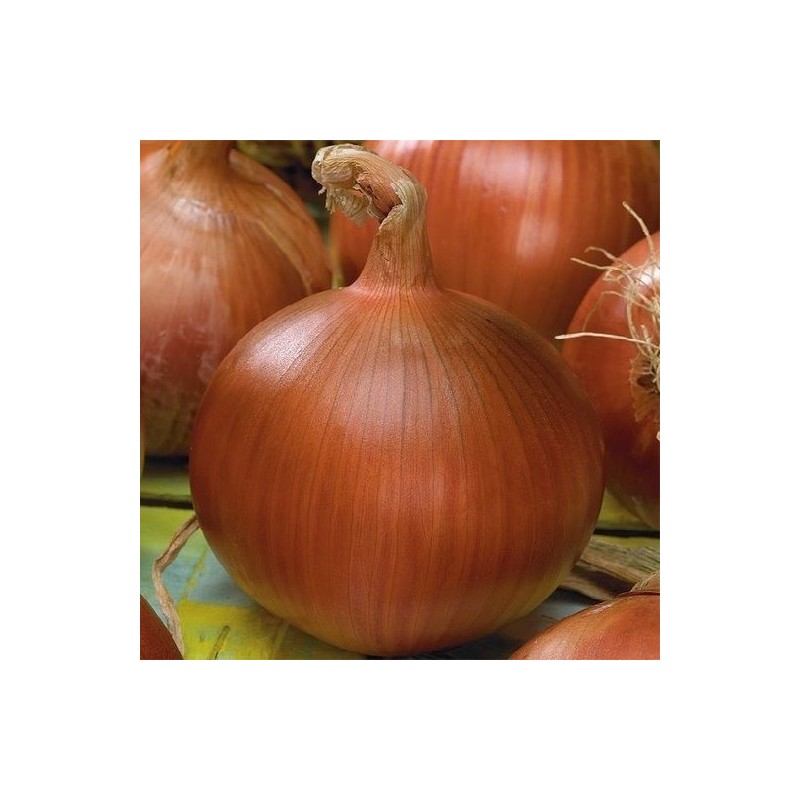 cebolla morada de Amposta - semillas no tratadas