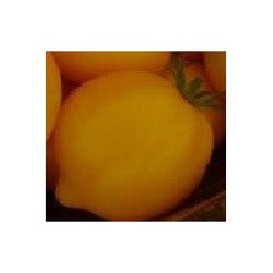 Tomate citrina - semillas no tratadas