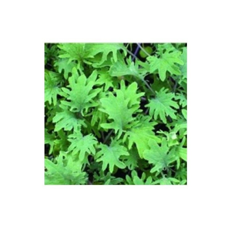 kale red russian semillas sin tratamiento